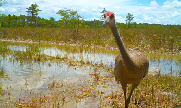 Join Everglades Wildlife Watch!