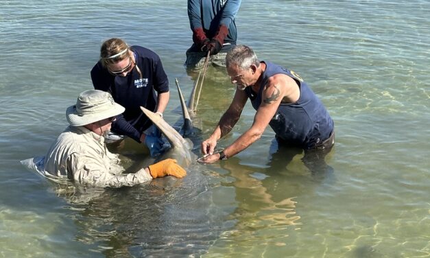 Sawfish Rescue Success Story