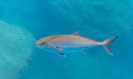 FWC Reopens Amberjack Harvest