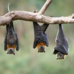 Bat Conservation: Protecting Florida’s Species