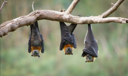 Bat Conservation: Protecting Florida’s Species