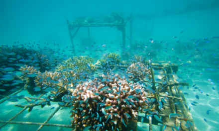 Bay County’s New Artificial Reef