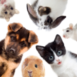 Pets: The Ultimate Social Glue