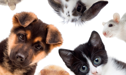 Pets: The Ultimate Social Glue