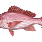 Record 103-Day Gulf Red Snapper Season