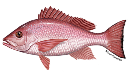 Record 103-Day Gulf Red Snapper Season