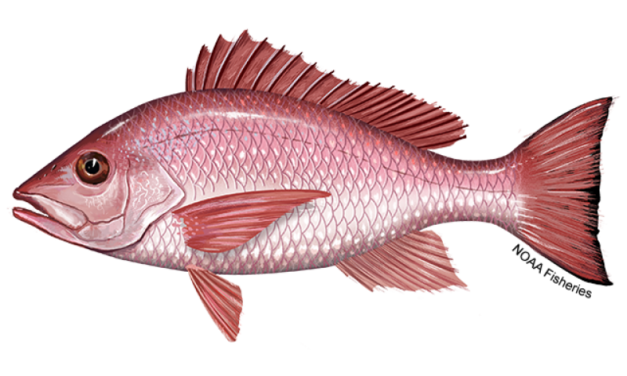 Record 103-Day Gulf Red Snapper Season
