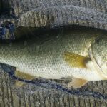 FWC Rule Update: Largemouth Bass Possession