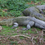 Alligator Harvest Permits Now Available