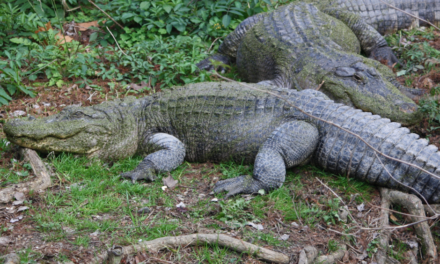 Alligator Harvest Permits Now Available