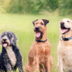 Dog Grooming Secret Revealed