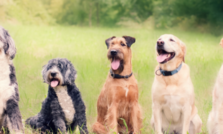 Dog Grooming Secret Revealed