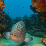 Gulf and Atlantic Harvests Closing