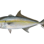 Gulf Amberjack Season Update