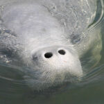 Manatees on the Move