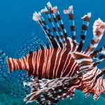 Celebrate Lionfish Awareness Festival