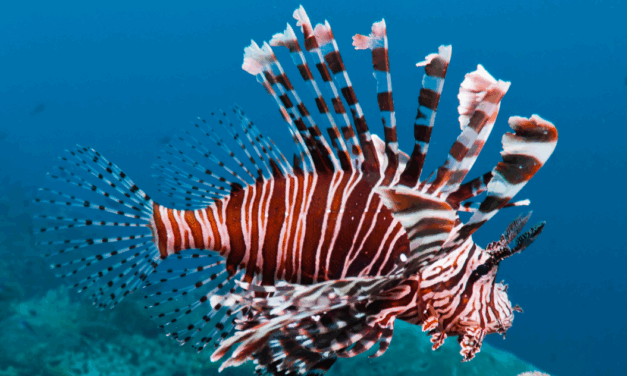 Celebrate Lionfish Awareness Festival