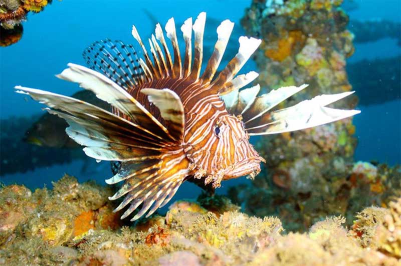 lionfish-reef-fwc